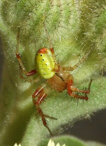 Araniella-cf-cucurbitina.jpg