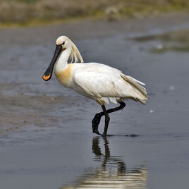 Eurasian Spoonbill-2