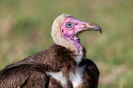 Necrosyrtes-monachus 248463847-1000x667