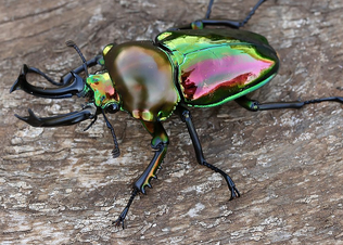 Escarabajo ciervo arcoiris 3