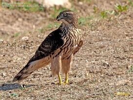 Accipiter-gentilis-106265.jpg