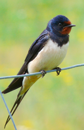 Golondrina común 1