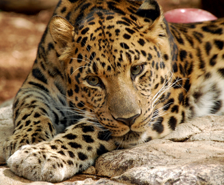  (Panthera  pardus)