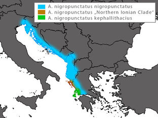 Algyroidesnigropunctatus