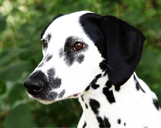 Dalmata 4