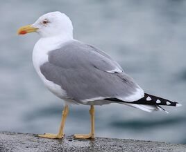 Gaviota-patiamarilla-larus-michaellis