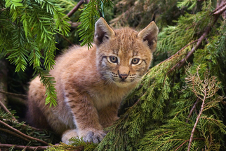 Lince boreal 3