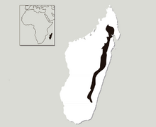 Mapa-lemur-vientrerrojo