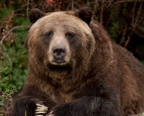 Oso Pardo