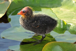 1024px-Eurasian-Coot--chick