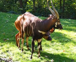 349 Mountain bongos