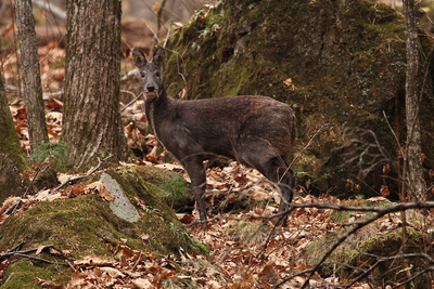 Ciervo almizclero siberiano 2