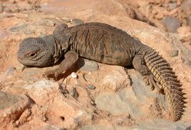 Uromastyx-acanthinura-3520