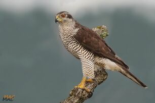Azor-accipiter-gentilis-78373-xl.jpg