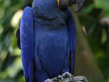 Guacamayo Azul