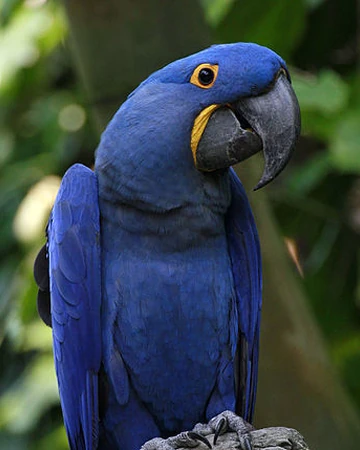 guacamayo azul wiki reino animalia fandom guacamayo azul wiki reino animalia