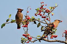 220px-Bombycilla japonica (2).jpg