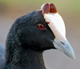 800px-Fulica cristata -Cape Town, South Africa -head -adult-8