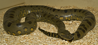 Anaconda verde 4