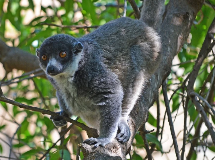 Lémur Mangosta Wiki Reino Animalia Fandom
