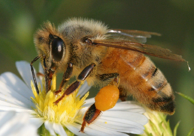 Abeja europea