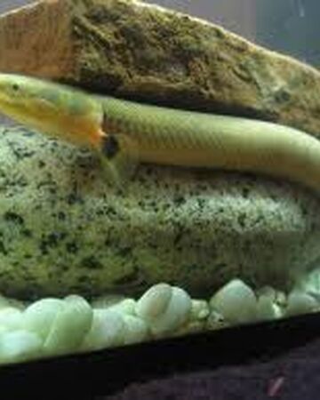 Pez Serpiente Calamita Wiki Reino Animalia Fandom