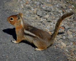 Callospermophilus lateralis, Cascade Golden-mantled Ground Squirrel,I SOP6909