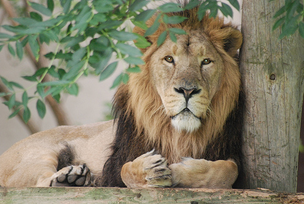 León Asiático | Wiki Reino Animalia | Fandom