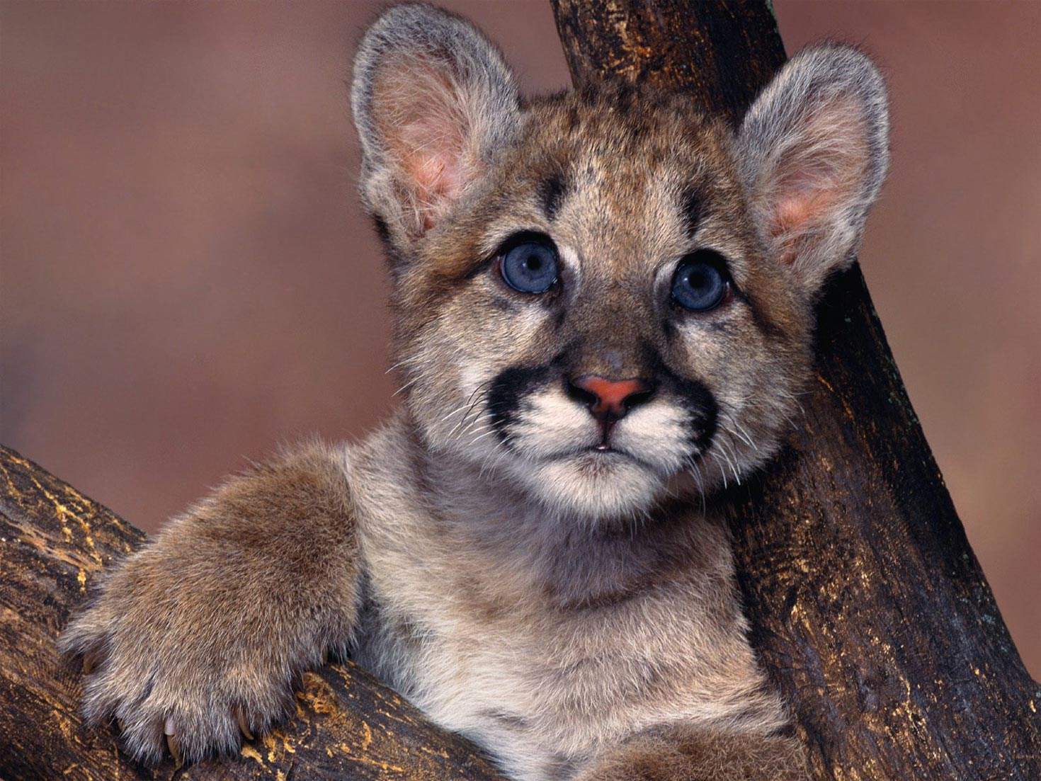 Puma Wiki Reino Animalia | Fandom