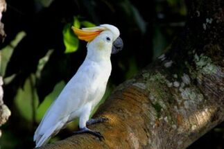 Características-de-la-cacatúa-sulphurea