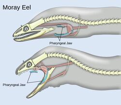 Jaw