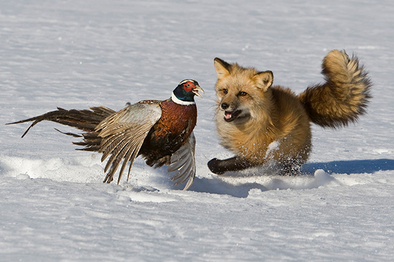 Zorro cazando