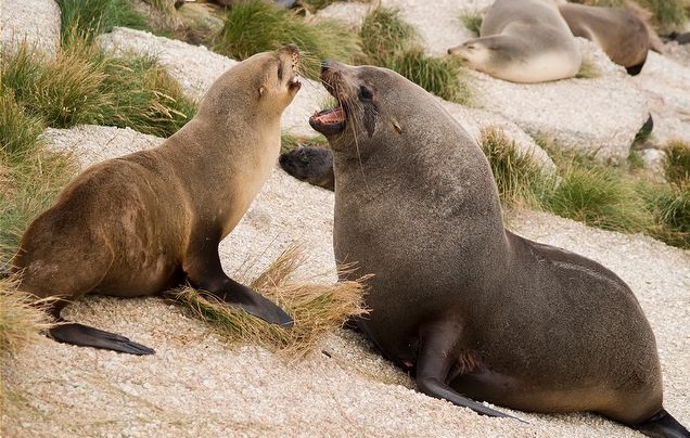 Lobo Marino | Wiki Reino Animalia | Fandom