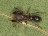 Araña Hormiga Norteamericana
