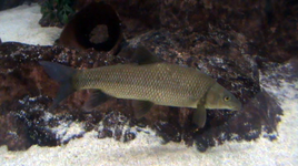 Barbus microcephalus