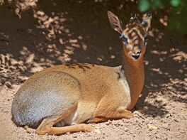 Interiores-animal-bioparc-valencia-dik-dik-02