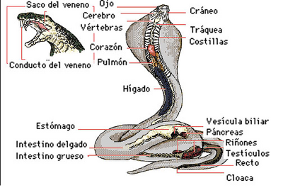 Serpentes — Wikipédia