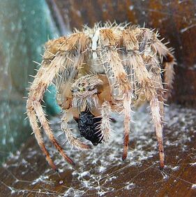 Diademata