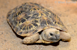 Pancaketortoise