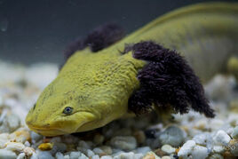 Ambystoma dumerilii