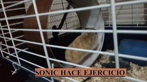 Sonic hace ejercicio Reino Animalia