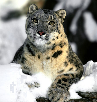 Leopardo de las nieves wiki