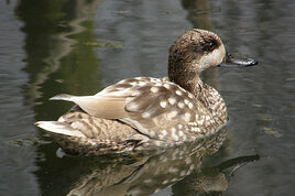 Marmaronetta angustirostris3