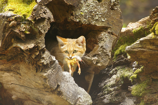 Gato del desierto 5