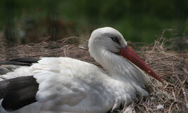 Ciconia ciconia3