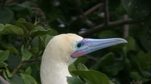 Red-footed Booby-0