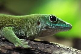 Vladimir-wrangel-koch-s-giant-day-gecko-phelsuma-madagascariensis-kochi-also-known-as-the-madagascar-day-gecko-w a-G-15346491-14258384