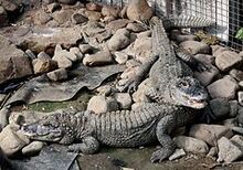 240px-2011 China-Alligator 0491