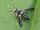 Andrena cinerea