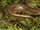 Salamandra de Espalda Marrón